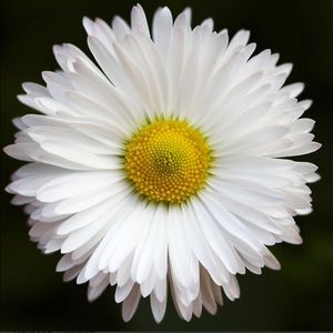 Meet your Posher, Melinda